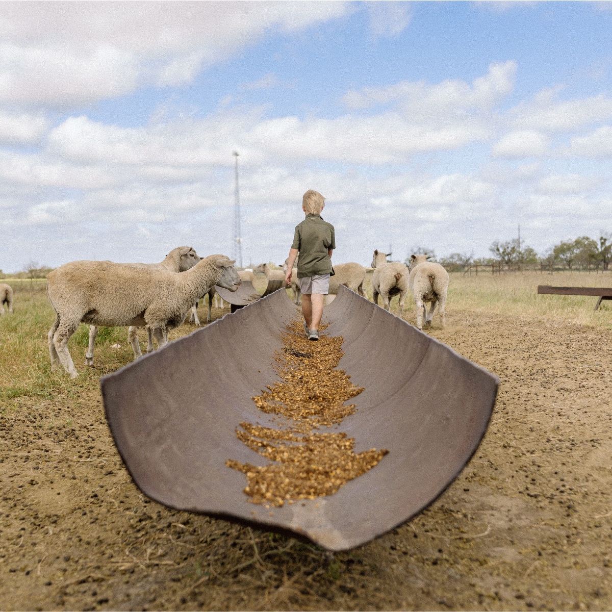 “My sheep won’t eat!“