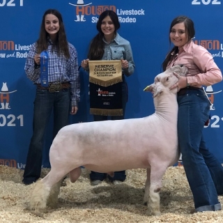 Bailey McEntee Houston RC southdown Ram