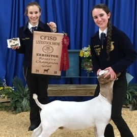 Hunter Castellese Reserve Champion