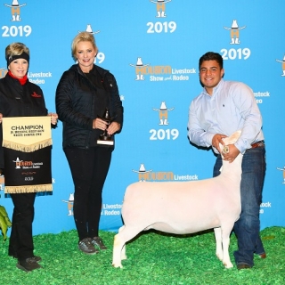 Isaiah losoya C white dorper ewe