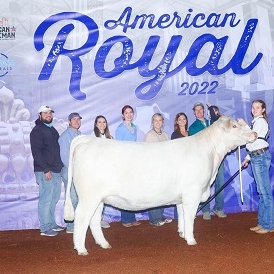 baileigh ferguson American Royal Steer