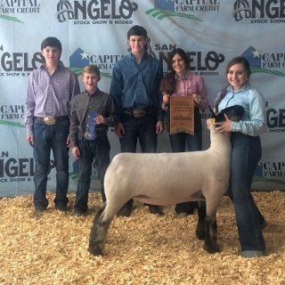 bailey mcentee Grand and RC Hamp Ewe