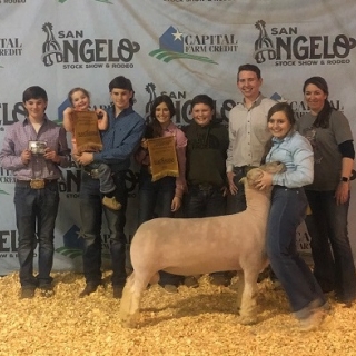 bailey mcentee san angelo Grand southdown ram