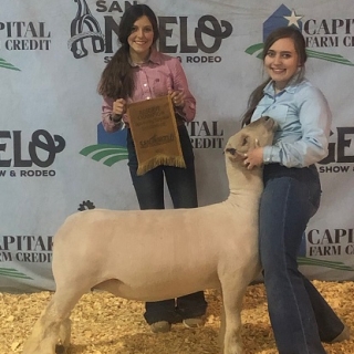 bailey mcentee san angelo reserve southdown ewe