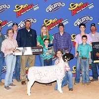 brynlee halamicek Champ Dorper ewe San Antonio