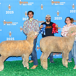 cade parker houston 1st rambouillet ewe lamb