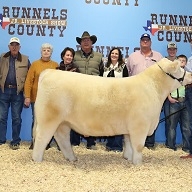 carley belew county steer