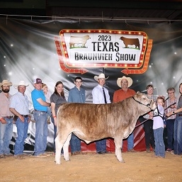 foster koetting steer