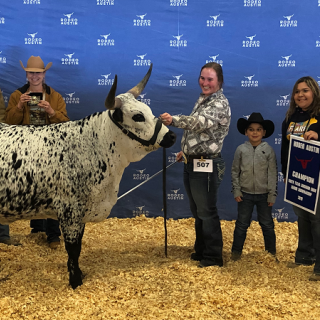 hanna rodeo austin longhorn showman