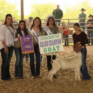 kary live oak county grand champiion