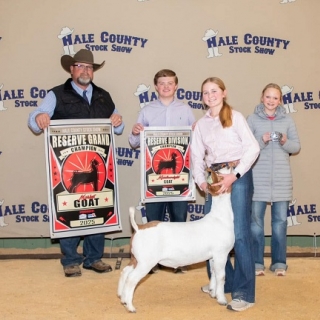 kellinhart county RG goat