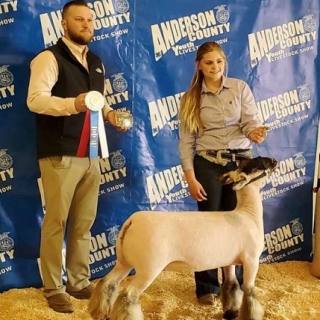 kenzie brown grand breeding ewe