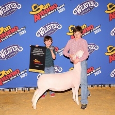 knox padgett res champ white dorper san antonio