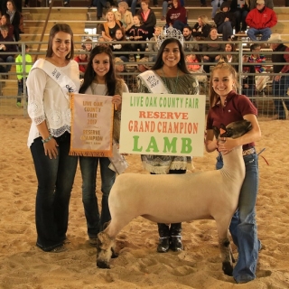 kory Resrve grand champ lamb live oak