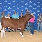 lexi kalina austin 3rd shorthorn