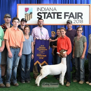 sydney mitchell indiana state fair